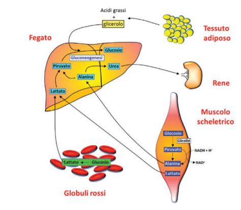 Pop-Corn, Il Metabolismo Dei Carboidrati E Diabete